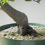 Korean Hornbeam Bonsai #1285
