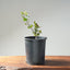 Blue Oak Bonsai #1286