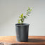 Blue Oak Bonsai #1286