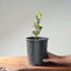 Blue Oak Bonsai #1286