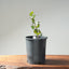 Blue Oak Bonsai #1286