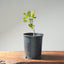 Blue Oak Bonsai #1287