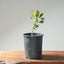 Blue Oak Bonsai #1287