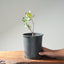 Blue Oak Bonsai #1287