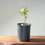 Blue Oak Bonsai #1287