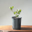 Blue Oak Bonsai #1288