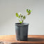 Blue Oak Bonsai #1288