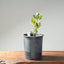Blue Oak Bonsai #1288