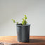 Blue Oak Bonsai #1289