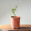 Blue Oak Bonsai #1290