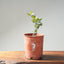 Blue Oak Bonsai #1290