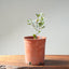 Blue Oak Bonsai #1290
