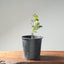 Blue Oak Bonsai #1291