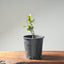 Blue Oak Bonsai #1291