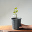 Blue Oak Bonsai #1291