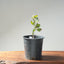 Blue Oak Bonsai #1291