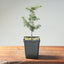 Cyprus Cedar (Brevifolia) Starters