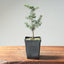 Cyprus Cedar (Brevifolia) Starters