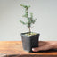 Cyprus Cedar (Brevifolia) Starters
