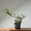 Japanese Black Pine Bonsai #1318