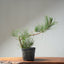 Japanese Black Pine Bonsai #1318