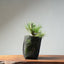 Japanese Black Pine Bonsai #1319