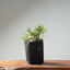 Japanese Black Pine Bonsai #1319