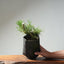 Japanese Black Pine Bonsai #1319