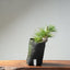 Japanese Black Pine Bonsai #1319