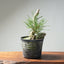 Japanese Black Pine Root-Over-Rock Bonsai #1320