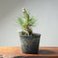 Japanese Black Pine Root-Over-Rock Bonsai #1320