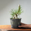 Japanese Black Pine Root-Over-Rock Bonsai #1320