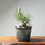 Japanese Black Pine Root-Over-Rock Bonsai #1320