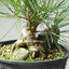 Japanese Black Pine Root-Over-Rock Bonsai #1320