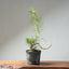 Japanese Black Pine Exposed Root Bonsai #1321