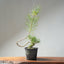 Japanese Black Pine Exposed Root Bonsai #1321