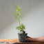 Japanese Black Pine Exposed Root Bonsai #1321