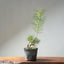 Japanese Black Pine Exposed Root Bonsai #1321