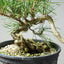Japanese Black Pine Exposed Root Bonsai #1321