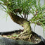 Japanese Black Pine Bonsai #1319