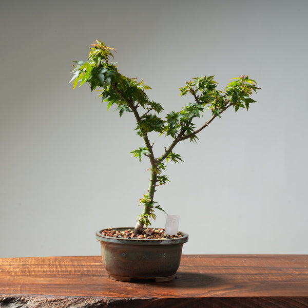 Koto Hime Japanese Maple Bonsai #32
