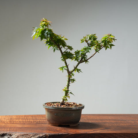 Koto Hime Japanese Maple Bonsai #32