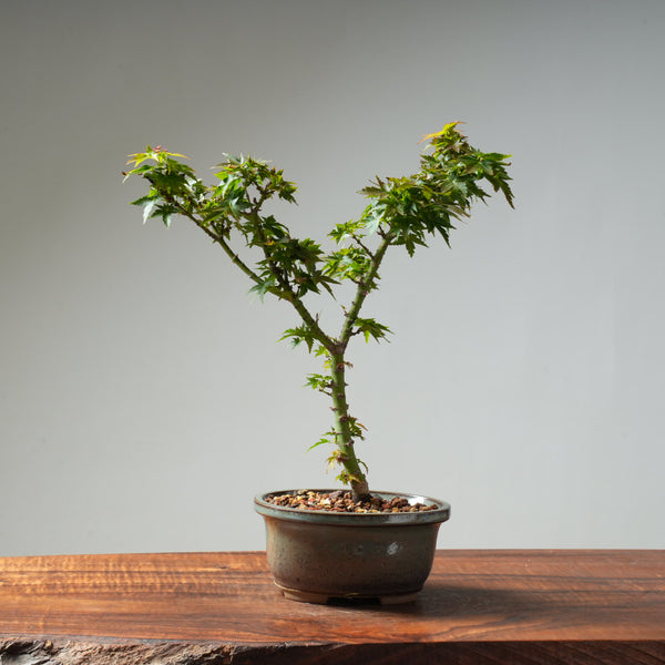 Koto Hime Japanese Maple Bonsai #32