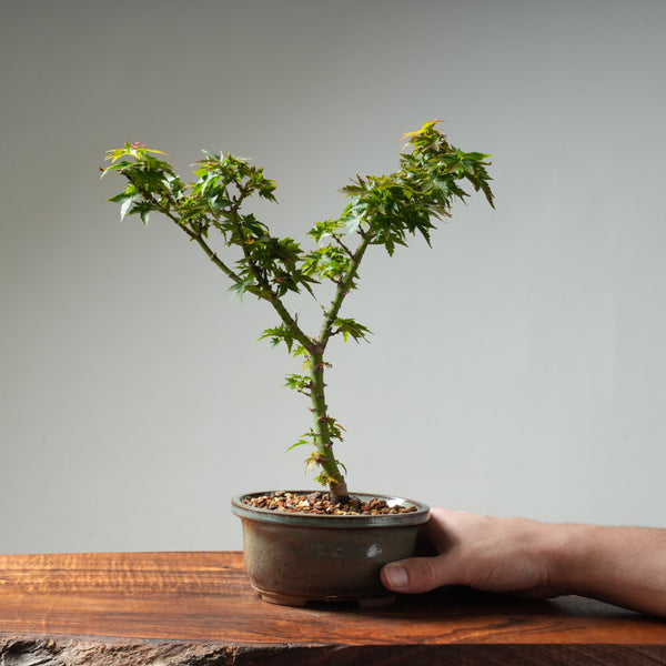 Koto Hime Japanese Maple Bonsai #32