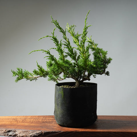 One-Gallon Kishu Juniper Bonsai #318