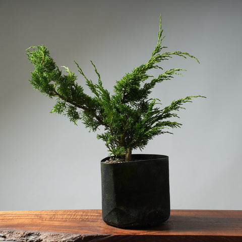 One-Gallon Kishu Juniper Bonsai #319