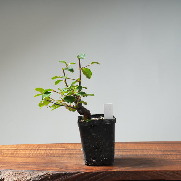 Chinese Quince Bonsai #450