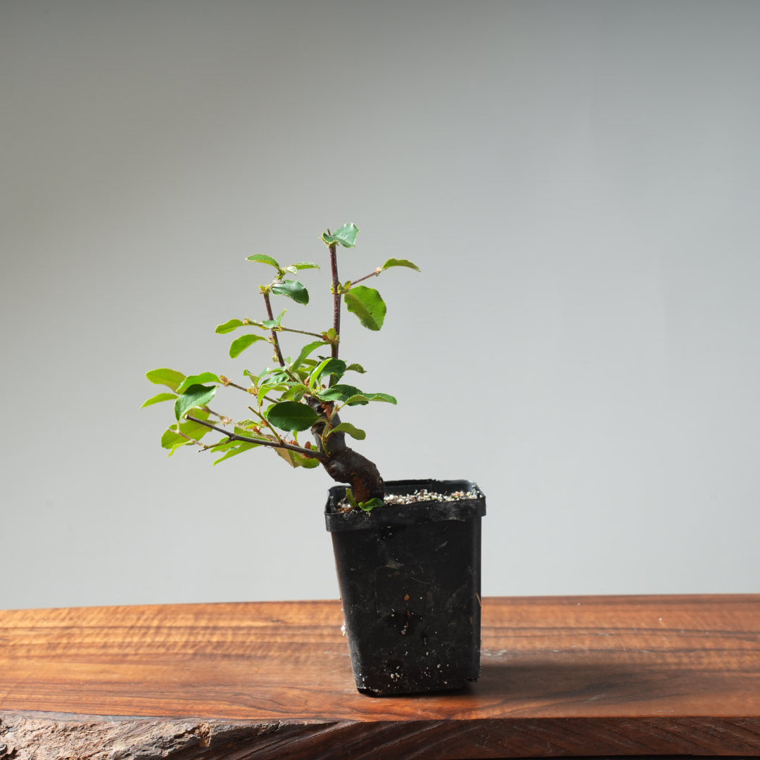 Chinese Quince Bonsai #450