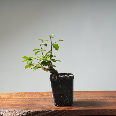 Chinese Quince Bonsai #450