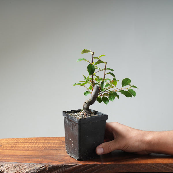 Chinese Quince Bonsai #450